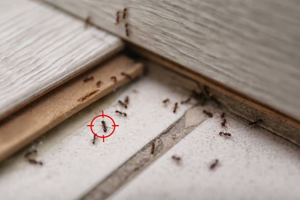 Wasp Removal Services in Price, UT
